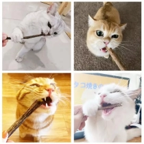 10pcs/lot Cat Catnip Toys Natural Matatabi Sticks for Cats Pet Teeth Cleaning Sticks Cat Relieve Boredom Snacks Pet Supplies
